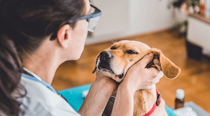 Crawford Animal Hospital | Vet Clinic in Greenfield, WI